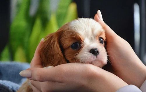 Cavalier King fêmea bicolor com 58 dias vacinada e com pedigree - Alberto