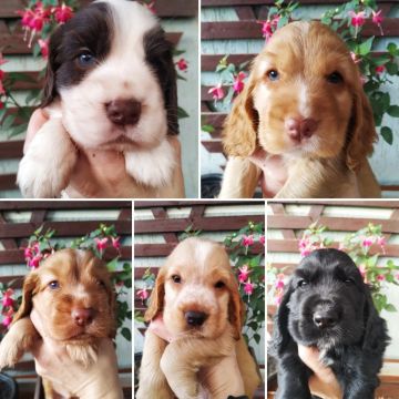 Cocker Filhotes Inglês com Pedigree 
