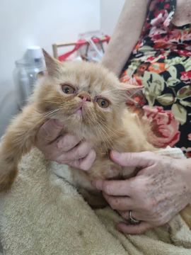  Gato Persa puros 