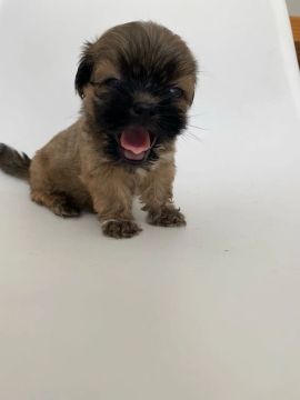 Shih tzu 