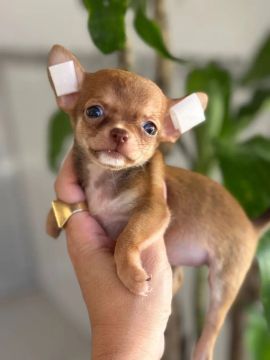 Chihuahua Pêlo Curto Macho Disponível!! Garanta já o seu.
