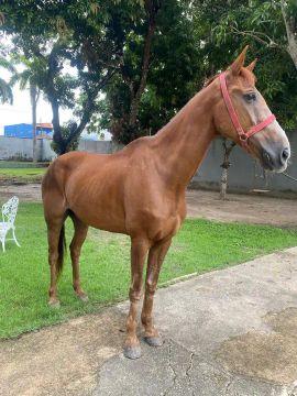 Cavalo quarto de milha com inglês 10 anos 