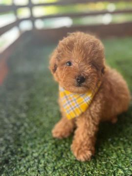 Poodle Toy Red- Lindos Filhotes com pelagem exótica