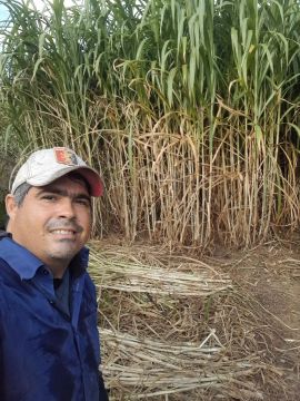 APROVEITE O INÍCIO DAS CHUVAS PLANTE BRS CAPIAÇU E KURUMI DA EMBRAPA 