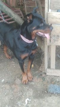 Rottweiler