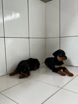 Filhotes de rottweiler puro vacinados 