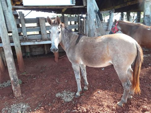 Burro manso para venda/ troca puxa só carroça
