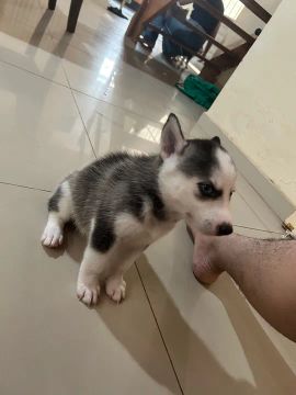 Filhote Husky Siberiano fêmea 