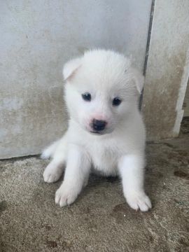 Filhotes de Akita inu 