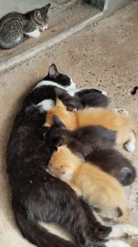 Doa-se Filhotes de gatos