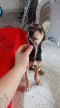 Filhote de cachorro disponível para adoção