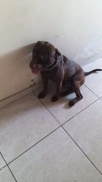 Pitbull disponível para adoção