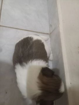 Shitzu 