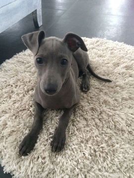 Whippet Filhotes na Cor Cinza