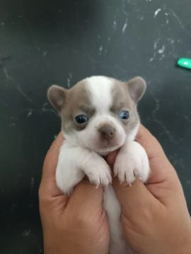  Chihuahua Filhote fêmea 