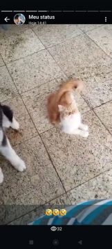 Gata persa femea nao castrada