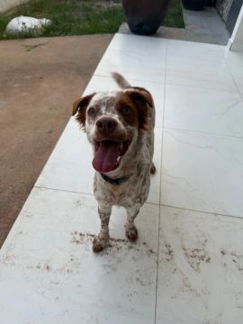 Para ADOÇÃO 