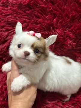 chihuahua fêmea pirata 