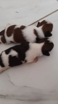 Dois filhotes Shih Tzu para nao