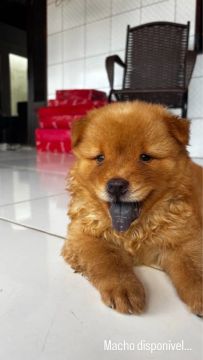 Filhote Chow Chow 