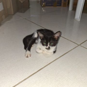 Gatinho preto e branco disponível para adoção