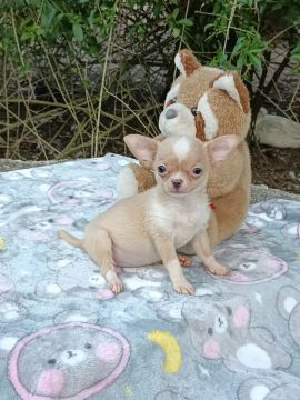Filhote de Chihuahua Fêmea