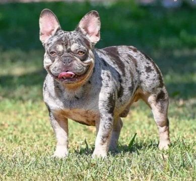 Bulldog Francês Blue Tan Merle - Padreador