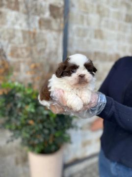 Shih Tzu : Quer um filhote cheio de energia? Venha conhecer!