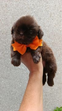 Shih Tzu filhote macho  Shitzu 1.500$