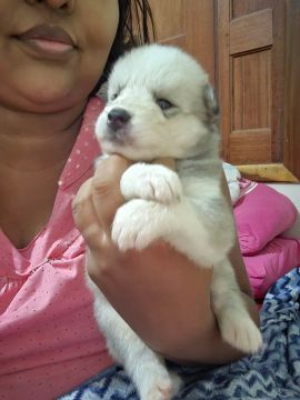Filhote Husky Siberiano
