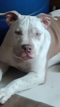Filhote de Pitbull