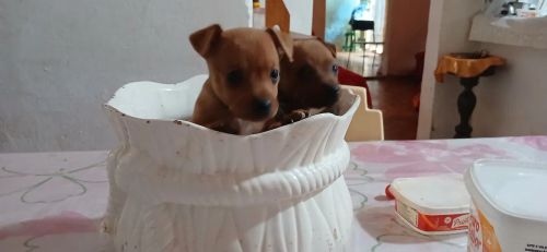 Dois filhotes de Pinscher miniatura