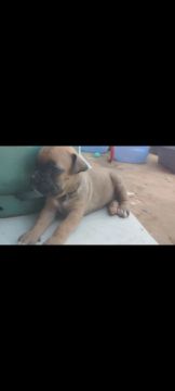 Boxer venda