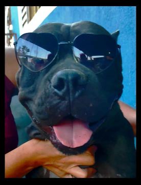 American bully 