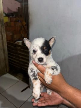 Vendo filhotes de blu heller