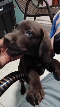 Filhote de Labrador Chocolate