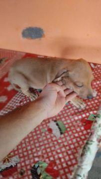 Filhote de cachorro