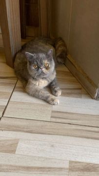 Gata 
