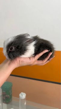 Filhote coelho mini lion