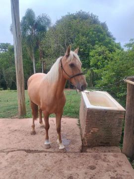 Égua quarto de milha 