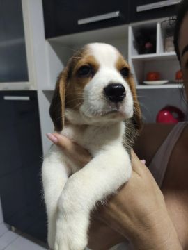 Filhite de Beagle tricolor