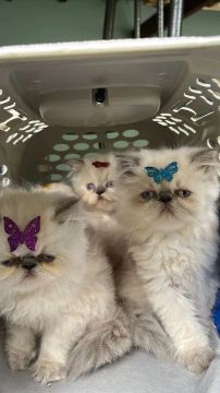 Gato Macho e Fêmea -Persas a pronta entrega.