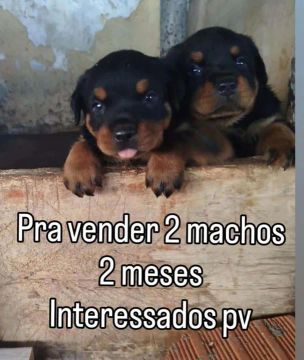 Filhotes Rottweiler Machos