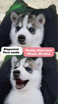 filhotes de Husky 