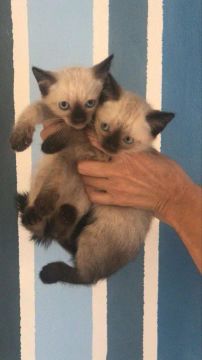 Gatinhos Siamês para Venda 