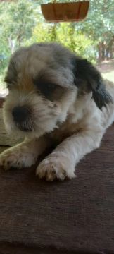 Cachorro chih tzu 