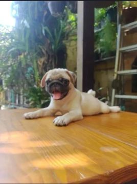 Filhote de Pug com a linguinha de fora