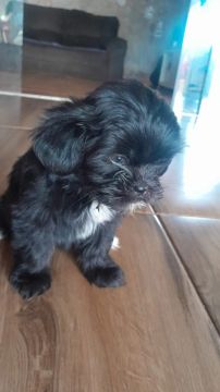 Cachorro 