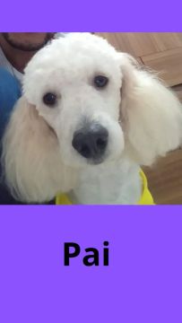 Lindo filhotes de Poodle