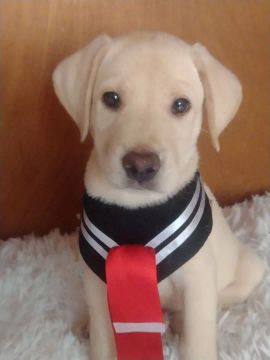 Labrador cão terapêutico  e companheiro 